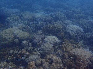 Sesoko island east slope