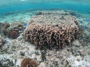Bisesaki east reef