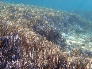 Nakijin Nagahama reef