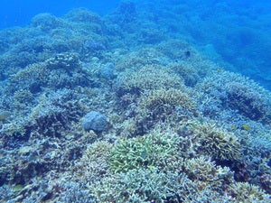 Minna island north