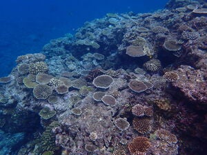 Ginogiiwa northeast