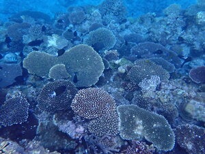 Izena island Agigitara