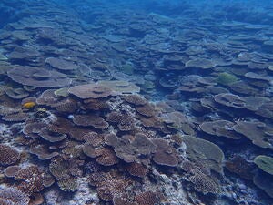 Sesoko island north