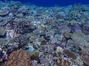 Manzamou west