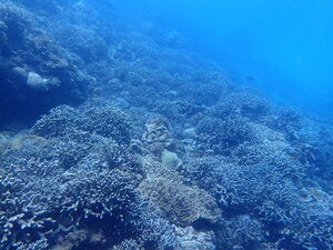 Kudakazuni