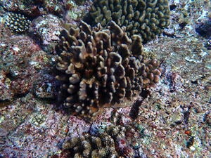 Kudakajima Erabuiwa east