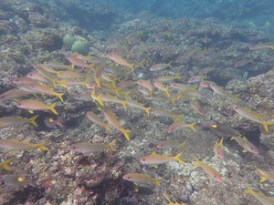 Ohjima south