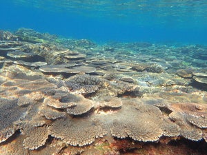 Sesokojima south