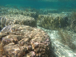 Kunigami village Akasaki north reef