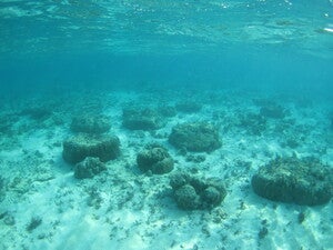 Ikei island east reef